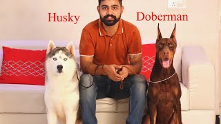 Doberman Siberian Husky And Dachshund In Single Video  India’s Top Bloodlines Dogs Breeds Kennel 😱 [upl. by Ymer]