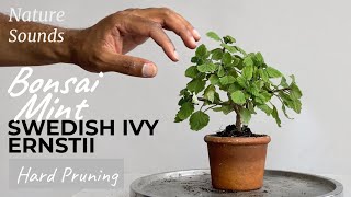 Hard Pruning Swedish Ivy Plectranthus Ernstii Aug 2023 [upl. by Ytirahc]