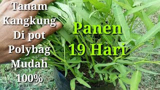 Cara Menanam Kangkung Di Pot Atau Polybag Dari Biji [upl. by Erhart]