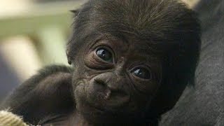 CUTE Adorable baby gorilla meets his sister [upl. by Molohs674]