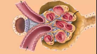 AampP 2 Renal PhysiologyUrine Formation Part 1 [upl. by Egap416]