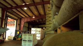 Saw Palmetto Documentary Part 3  GrowingHarvestingDryingPowdering [upl. by Pickering]