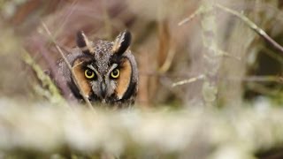 Long Eared Owl [upl. by Atirb]