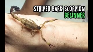 Asian Striped Bark Scorpion Ready stock 2019 [upl. by Burkhart330]