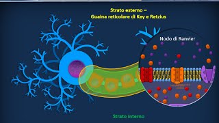 Istologia 44  Rivestimento dei neuroni [upl. by Natye]