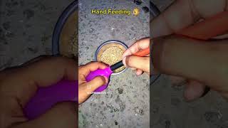 😍Hand feeding formula babypigeonviralshortvedio [upl. by Yrellav]