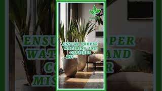 Yucca plant problems plant plants houseplants garden indoorplants houseplant indoorplant [upl. by Lisabeth526]