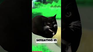 Maxwell The Cat Meme Origin  shorts memes [upl. by Votaw]