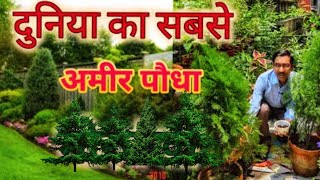 दुनिया का सबसे अमीर पौधा 5 मिनट में होता है चमत्कार  Finest Vastu Plant on Earth [upl. by Diskson]