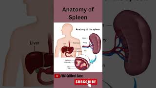 Anatomy of SpleenSpleen Anatomymbbs spleenanatomy icu [upl. by Bentlee4]