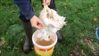 How to Scald a Chicken prior to plucking [upl. by Lanza]