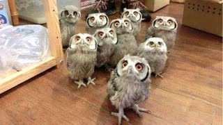 Owl  A Funny Owls And Cute Owls Compilation  NEW [upl. by Nylqcaj]