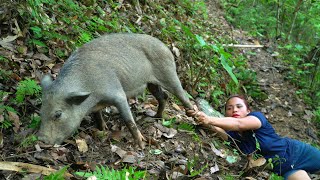 Ferocious wild boar attacks people Wild boar traps stream fish hunting skills and survival alone [upl. by Kenney]