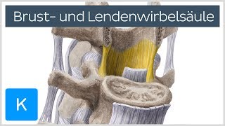 Brust und Lendenwirbelsäule  Knochen  Anatomie des Menschen  Kenhub [upl. by Anirhtak189]