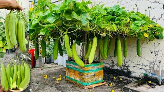 Growing Luffa in a Styrofoam Container Is Easy to Produce Many Fruits [upl. by Eiramrebma222]