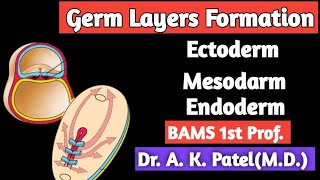 Germ layers formation Bams first prof gastrulation Gyan ganga Ayurveda classes mbbs Bhms Bums [upl. by Ydissac]