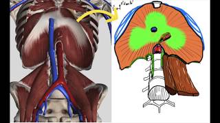 Anatomie du diaphragme [upl. by Grey]