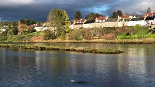 Bonar Bridge Otter [upl. by Atiuqrehs]