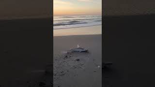 First catch of the day A bonnethead shark at Melbourne Beach on 040124 tight lines [upl. by Johannes]