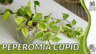 PEPEROMIA CUPID Information Description amp More Peperomia scandens [upl. by Lucien]