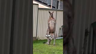 Kangaroo attacks are real viral animals fact [upl. by Lashonde651]