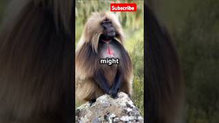 Meet the Gelada The Scariest Baboon on Earth [upl. by Anallese918]