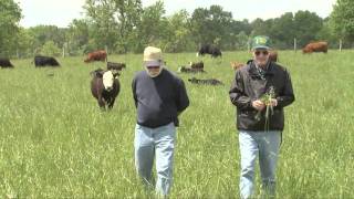 Growing Tall Fescue for Forage [upl. by Elvie]