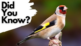 Things you need to know about the GOLDFINCH [upl. by Orlov]