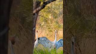 Gangster Brolgas Quick Dance birds birdlovers birdwatching [upl. by Vanda]