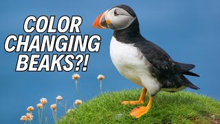 10 Incredible Puffin Facts You NEED to Know 🐧🌊 [upl. by Ynnos]