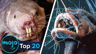 Top 20 Ugliest Animals [upl. by Glassco]