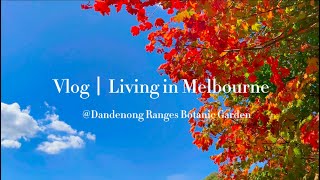 Vlog｜Living in Melbourne｜在墨尔本的秋意里栖居｜Dandenong Ranges Botanic Garden｜丹顿农山脉｜墨尔本生活 [upl. by Cordey]