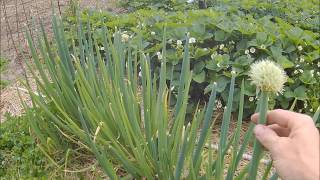 Perennial Garden Series Bunching Onions [upl. by Haelak]