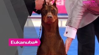 Eukanuba World Challenge Final  Part 2 [upl. by Laris]