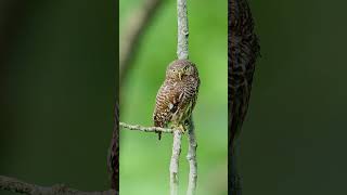 Jungle owlet  Owl  Owlet  Owl Bird  wildlifephotography photography vairalshort nature [upl. by Dina115]