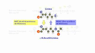 La acetilación de histonas [upl. by Coniah]