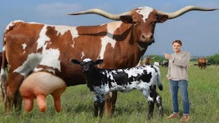 Guinness World 🌎 Record Texas Longhorns Cow  Biggest Cow Breed Farming [upl. by Eniamert]