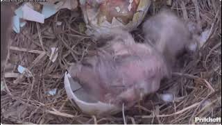 Joys and sorrows one chick hatches😍 the other fails to hatch💔 Southwest Florida Eagle Cam [upl. by Ahseele]