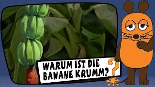 Warum ist die Banane krumm  Sachgeschichten mit Armin Maiwald [upl. by Fay833]