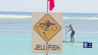 Box jellyfish spotted around Oahu [upl. by Aracat]