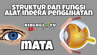 struktur dan fungsi alat indra penglihatanmata  biologi bab sistem indra kelas 11 sma  utbk [upl. by Encrata]