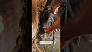 Impactionपेट बंध in Bull impaction veterinary cattle dairyanimals [upl. by Inattyrb]