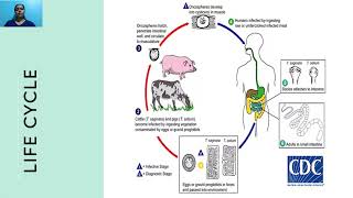 Enteric cestodes  Taenia saginata amp Taenia solium [upl. by Deraj672]