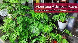 Monstera Adansonii care n propagation  എളുപ്പത്തിൽ ചട്ടി നിറയെ വളർത്തിയെടുക്കാം [upl. by Drof33]