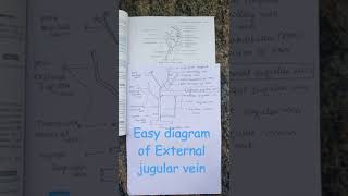 easy diagram of External jugular vein Anatomy Head and neck [upl. by Florina]