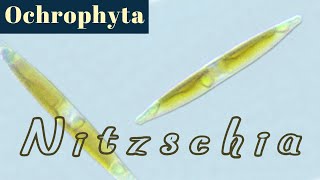 Nitzschia Bacillariophyceae or Diatoms №3 [upl. by Susejedesoj]