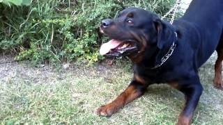 Big Rottweiler defends his territory 2 [upl. by Naloj]