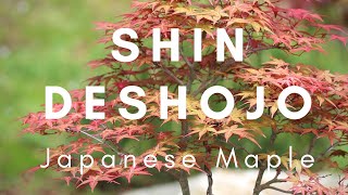 Acer Palmatum quotShin Deshojoquot in May Japanese Maple [upl. by Behka]