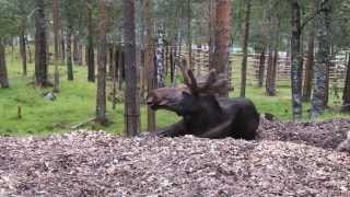 Bjørneparken in 4 minutes [upl. by Llecrup]