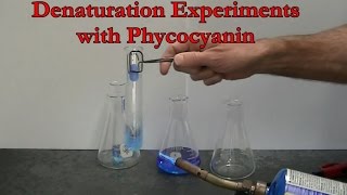 Protein Denaturation Experiments with Phycocyanin [upl. by Rieth]